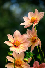 Wall Mural - Closeup of coral colored orange and yellow dahlia flower red center ring blooming in a fall garden, dramatic nature background
