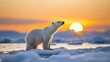 © Moopingz - A polar bear standing on melting ice during sunset, highlighting climate change, wildlife, and Arctic environment concerns.