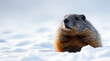 © Anton - Resilient Groundhog Emerging from Winter Snow with Inquisitive Expression