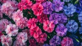 Vibrant Rainbow of Dianthus Flowers