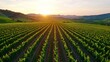 © Aventurine - A picturesque vineyard at sunrise, featuring rows of lush green grapevines stretching across rolling hills.