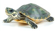 © Infinity Lens - Tortoise green and gray turtle isolated on white background. small natural slow exotic pet animal, reptile, wildlife.