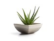 © Sarita - single aloe vera plant in a square pot isolated on white background