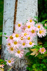 Wall Mural - Pale pastel pink flowers with yellow centers of a Chrysanthemum flowers blooming against the white bark of a tree trunk in a fall garden, as a nature background
