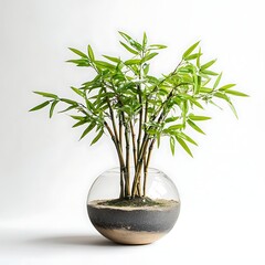 Wall Mural - green bamboo plant in a round glass pot isolated on white background