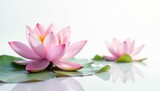 Elegant water lily blooms on a serene white background, pure, elegant, serene