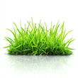 © Alex - Lush green grass grows vibrantly against a clean, white background.
