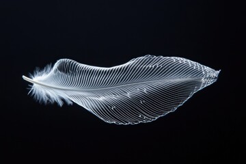 Leinwandbilder - Feather detail, light and shadow on textured surface.