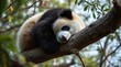 © THESUN - Panda sleeping on a branch