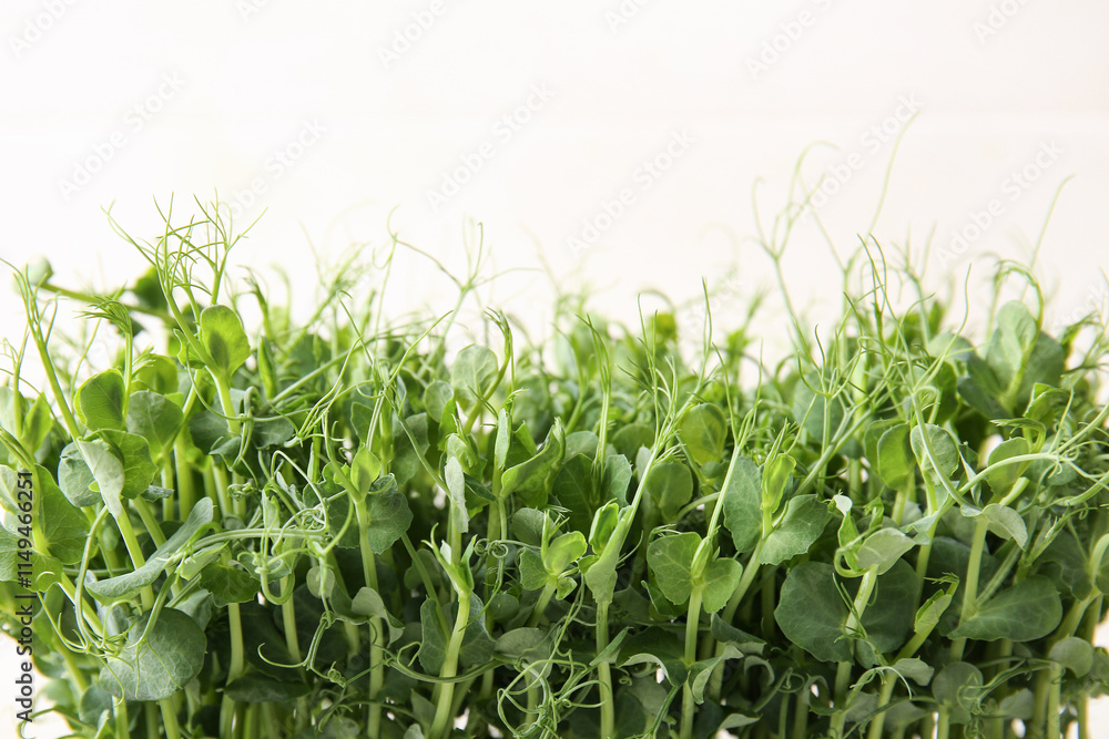 Fresh micro green sprouts against light background, closeup