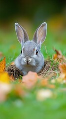 Wall Mural - A cute gray rabbit peeking out from a nest among colorful autumn leaves.