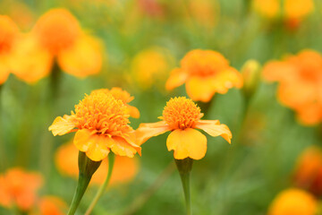 Wall Mural - Flowers Marigolds. Side view. High resolution photo. Selective focus.