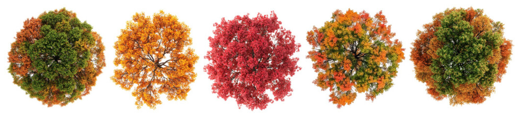 Wall Mural - png vibrant autumn foliage collection, element set on transparent background