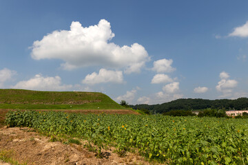 Wall Mural - A wide sunflower field and blue sky and clouds