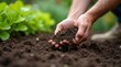 © Alex Pios - A close-up of a gardener applying organic fertilizer to rich, dark soil in a vibrant garden