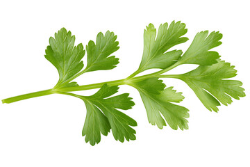 Coriander parsley leaves isolated on white background clipping path