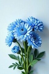 Wall Mural - Blue chrysanthemum bouquet on a white background with subtle blue undertones, fresh cut flowers, garden flowers, blue chrysanthemum flowers