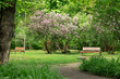 © Artem Kniaz - spring park landscape nature blossom garden idyllic outdoor environment space of walking trail empty bench and blooming tree green and pink foliage petals April day time