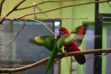 Wall Mural - Red-collared lorikeet|Psittaciformes|Trichoglossus|Trichoglossus|紅領吸蜜鸚鵡| rubritorquis红领彩虹鹦鹉