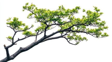 Isolated tree branch with fresh green leaves on white background.