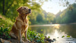 © LOMOSONIC - medium shot of content Labrador sitting by calm river, enjoying nature beauty