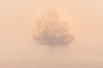 Sunlight colors the foggy morning orange and rises behind a bare birch tree, mystical mood, abstract landscape