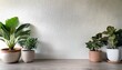 © Shousei - 漆喰の白い背景に、四隅に配置された小さな観葉植物が美しく調和し、自然なグリーンと洗練された鉢がシンプルで落ち着いた雰囲気を作り出すデザイン。