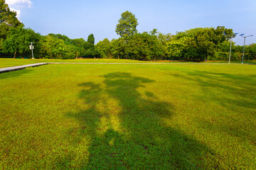 Wall Mural - Green meadow grass with tropical tree forest sunrise city park