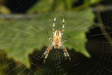 Wall Mural - spider web on the tree