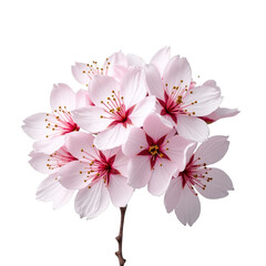 Wall Mural - Pretty pink cherry blossoms with red stamens