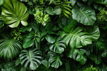 Lush green tropical foliage background. (70)