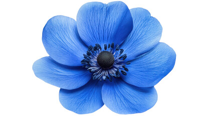 blue flower, transparent background