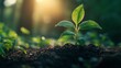 © ratcha - green energy biomass  solutions concept. A young plant emerges from rich soil, illuminated by soft sunlight, symbolizing growth and renewal in a serene natural setting.