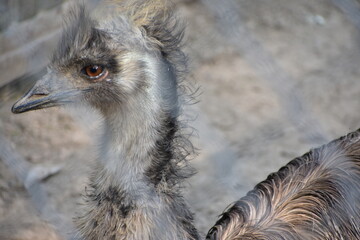 The emu (/ˈiːmjuː/; Dromaius novaehollandiae) is a species of flightless bird endemic to Australia, where it is the tallest native bird. It is the only extant member of the genus Dromaius and the thir