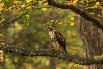 Wall Mural - Red-Tailed Hawk perched on a tree branch