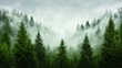© Mikus - A foggy forest filled with lots of tall pine trees