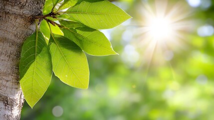 Wall Mural - A close up of a tree branch with green leaves