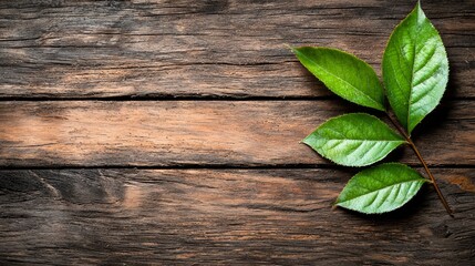 Wall Mural - A green leaf on a wooden surface