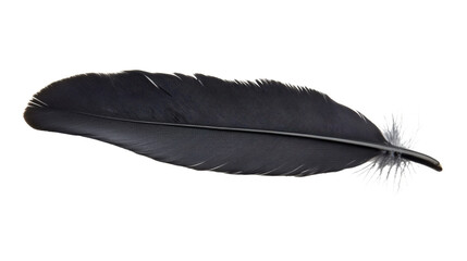 Black feather, transparent background