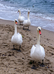 Wall Mural - The mute swan Cygnus olor, group of adult white swans resting on sandy shore of Black Sea