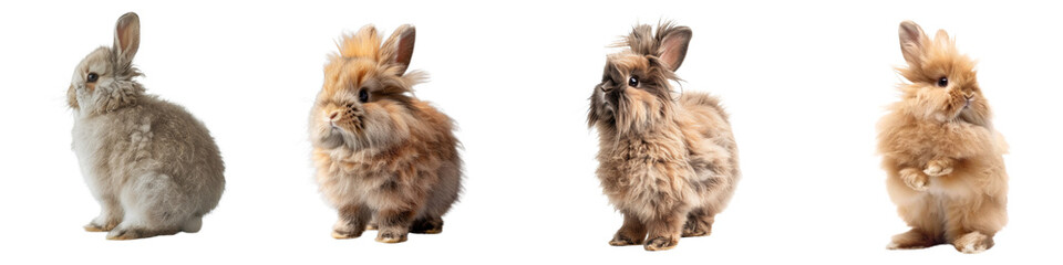 Wall Mural - Collection of fluffy brown rabbits standing isolated on transparent or white background