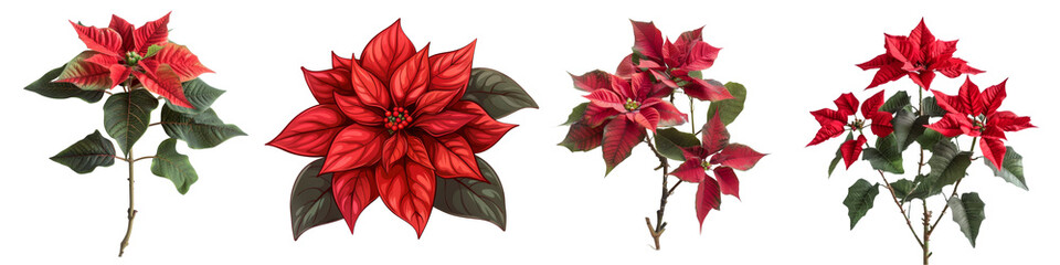 Wall Mural - Collection of Red poinsettia flowers with leaves isolated on transparent or white background