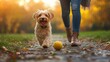 © pimpat - Happy Dog Running on a Path with a Ball in Autumn Park