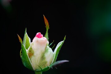 Wall Mural - A beautiful  rose in full bloom, surrounded by blurred greenery. The delicately layered petals reveal bright, warm colors, with natural gradations.