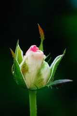 Wall Mural - A beautiful  rose in full bloom, surrounded by blurred greenery. The delicately layered petals reveal bright, warm colors, with natural gradations.