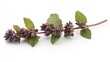 © nomesart - Close-up of a sprig of fresh mint with purple flowers, isolated on a white background.  Aromatic herb, culinary and medicinal uses.