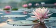 © buggal1406 - Graceful pink lotus on tranquil lake surface surrounded by lily pads, serene nature scene, copy space