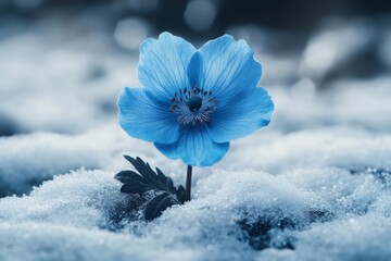 Wall Mural - Light blue flower blooming in the snow during winter