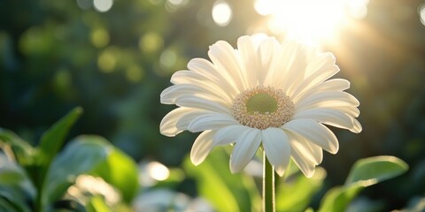 Canvas Print - White flower with sunlight