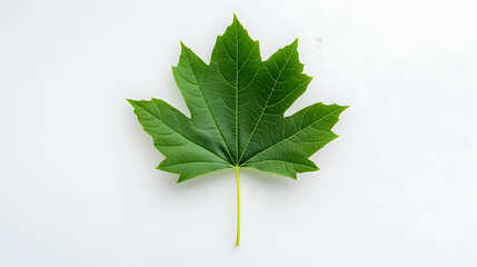 Wall Mural - green maple leaf on a white isolated background, showcasing intricate leaf structure and vibrant col